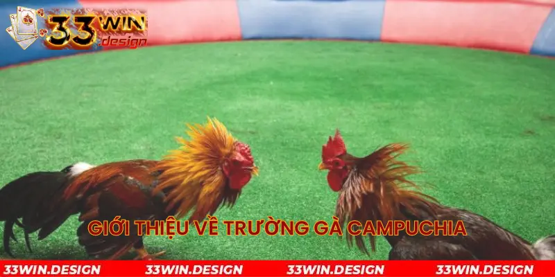 Giới thiệu về trường gà Campuchia