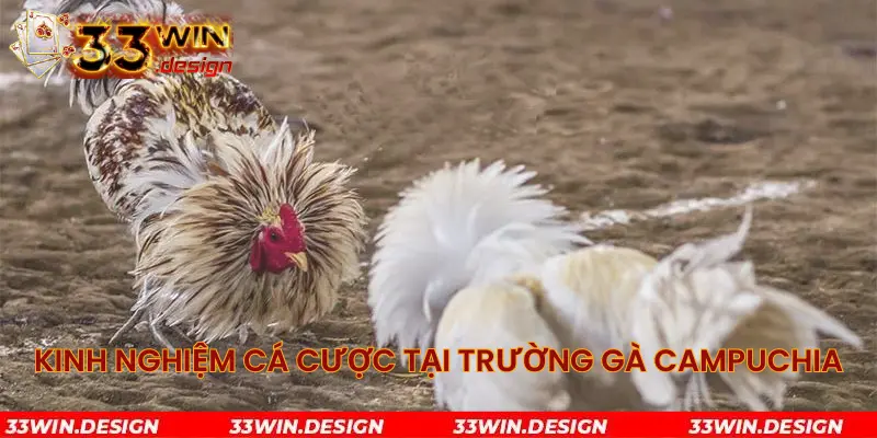 Kinh nghiệm cá cược tại trường gà Campuchia